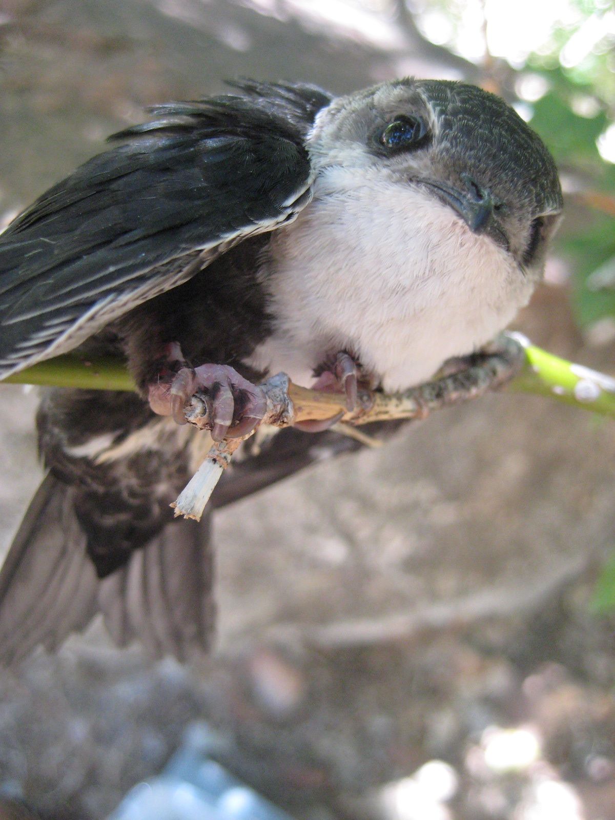 White-Throated Swift